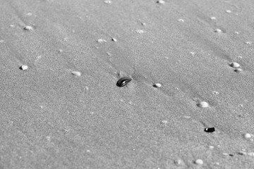 Seashells scattered on the beach.