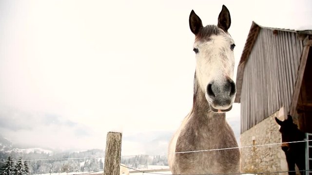 Cheval en hiver