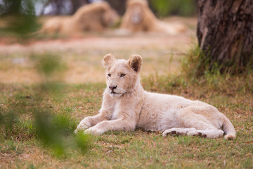 lion cub, South Africa
