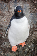 Gentoo penguin looking at the camera against rocks in Antarctica