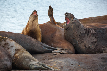 Elephant seals all together molting their skin in Antarctica.