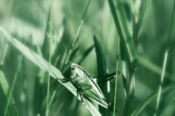 Grasshopper on grass