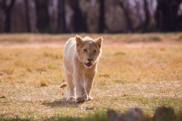 Naklejka na ściany i meble lion cub, South Africa 