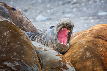 Elephant seals all together molting their skin in Antarctica.