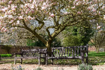 Papier Peint photo Lavable Magnolia Magnolia rose clair dans le jardin anglais