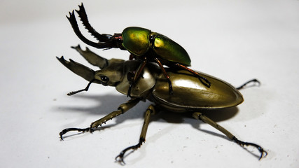 Naklejka premium パプアキンイロクワガタとオウゴンオニクワガタ