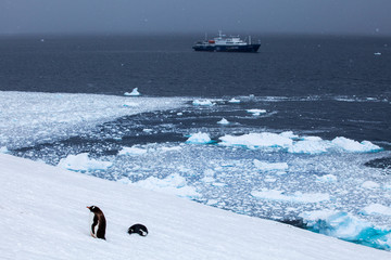  Ship in ocean and gentoo penguins on shore © sichkarenko_com