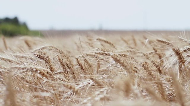 A field of wheat. Spikes of wheat with ripe grains.
