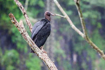 Beautiful black bird perching on a branch against nature background