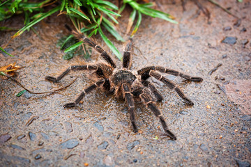Brown spider tarantula standing on the wet ground