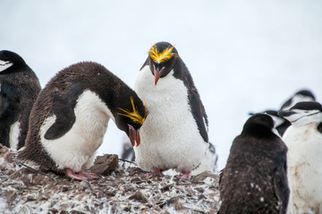Fototapeta na wymiar Macaroni penguins with Chinstrap penguin walking on the coast