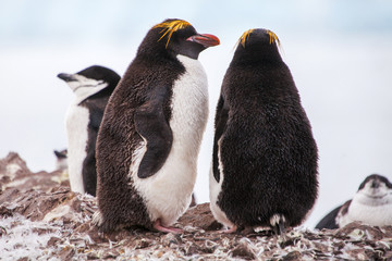 Macaroni penguins with Chinstrap penguin walking on the coast
