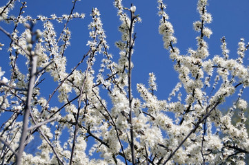 White flowers on a cherry tree