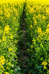 Rapsfeld im Frühling