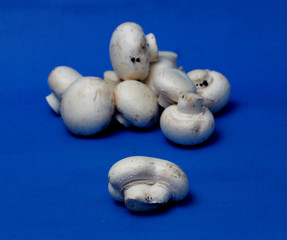  fresh champignon mushrooms on a blue background