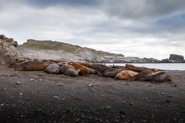 Elephant seals all together molting their skin in Antarctica.