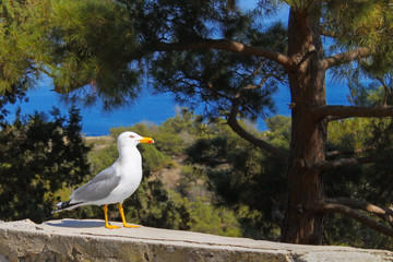 one seagull perched on stone