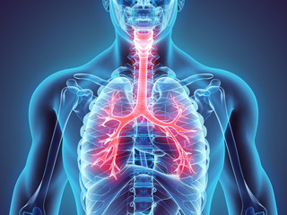 3D illustration of Larynx Trachea Bronchi.