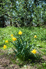 Wild Daffodils.