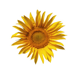 Flower of sunflower on a white background isolated