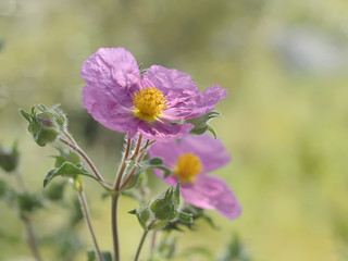 Zistrose, eine wilde Frühlingsblume im Mittelmeerraum