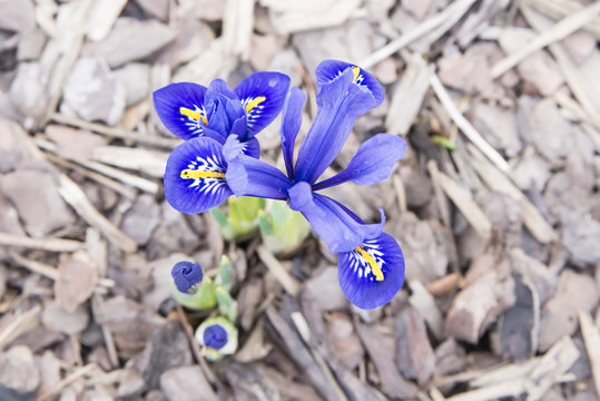 group of flowers of an iris