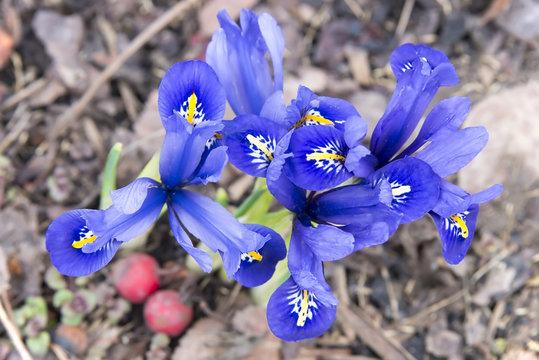 Fototapeta big group of the blossoming irises, the top view