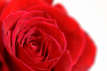 Red rose flower background. Empty copy space for editor's text.