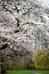 Blooming Tree Branches with White Flower