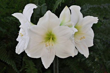 Amarylis blanco