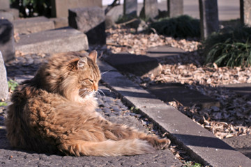 たそがれるように佇む野良猫