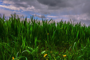 Der Frühling bei Wolken und Sonne auf dem Land