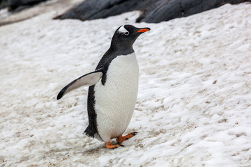Obraz premium Beautiful gentoo penguin walking on snow in Antarctica