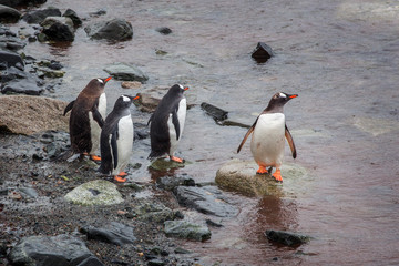 Group of Gentoo Penguins walking onto the beach, Antarctica
