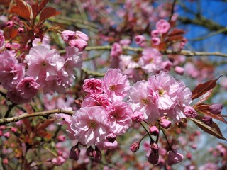 Fototapeta premium Pink Cherry Blossom.