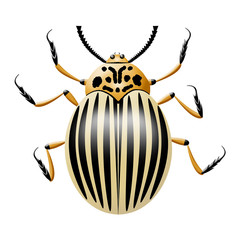 Colorado potato beetle