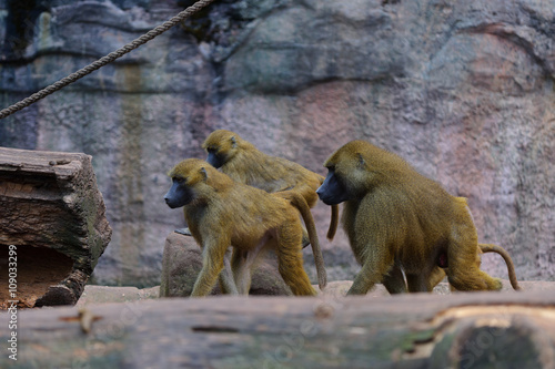 "Affen monkeys drei " Stockfotos und lizenzfreie Bilder auf Fotolia.com