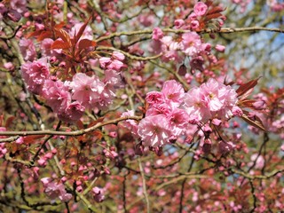 Pink Cherry Blossom.