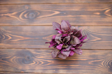 Red Salad on Dark Table