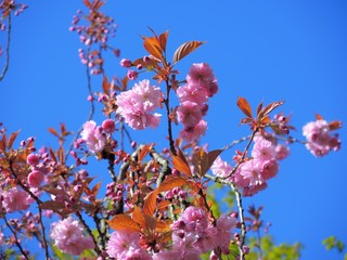 Pink Cherry Blossom against a blue sky.