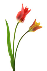 Tulpe (Tulipa)