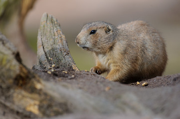Erdhörnchen murmeltier marmot gopher marmot 13