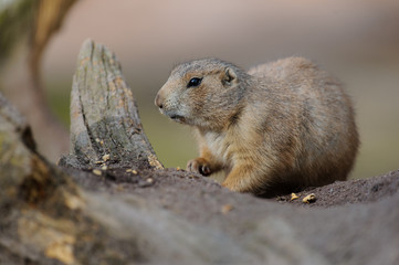 Erdhörnchen murmeltier marmot gopher marmot 12