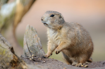 Erdhörnchen murmeltier marmot gopher marmot 11