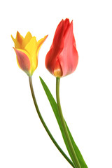 Tulpe (Tulipa)