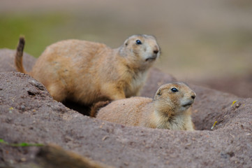 Erdhörnchen murmeltier marmot gopher marmot 3