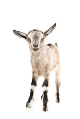 Portrait of a young gray goatling