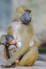 Affe säugen muttermilch mutter monkey 2