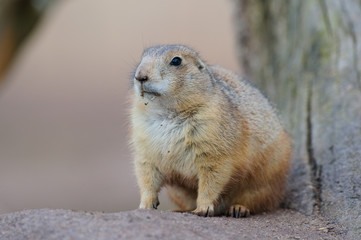 Naklejka na ściany i meble Erdhörnchen murmeltier marmot gopher marmot 1