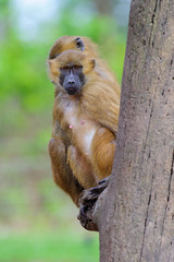 Affe monkey 1